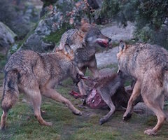 Lobo Marley destruye dos nuevos cebaderos de lobos y denuncia maltrato a burros